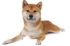 柴犬越被人们喜欢，中华田园犬越尴尬，优缺点一样我们为啥会输图片