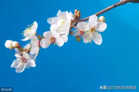 四月重庆花事：冷冻与火热图片