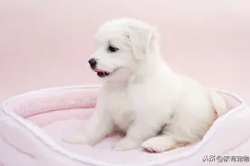 正常的小狗温度：如何知道我的小狗发烧了？图片