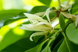 白兰花播种繁殖不易操作？做好这些，轻轻松松培育出旺盛新植株图片