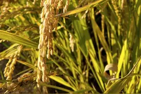 袁隆平：我梦见水稻长得有高粱那么高，穗子像扫把那么长，颗粒像花生那么大图片