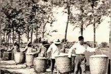 栖真茧厂建于清末，大部分时间茧厂总是关门闲着图片