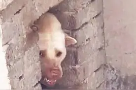 小伙救了1只怪异的“猪狗”，路人看到它，都是撒腿就跑！图片