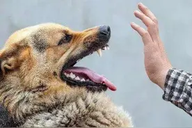 为何你摸狗头时，会被狗狗咬？背后是有原因的图片