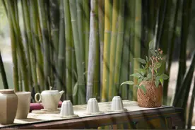 喝茶与不喝茶，过的是两种人生图片