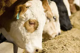 2021年还能搞肉牛养殖吗？浅析当今肉牛养殖业的几大风险图片