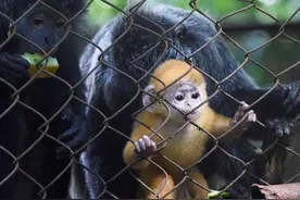实拍万隆动物园里的爪哇叶猴幼崽 一脸呆萌惹人爱图片
