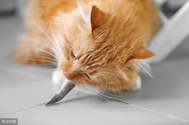 猫必须的11种氨基酸都是干啥的？牛磺酸其实是猫合成胆盐用的