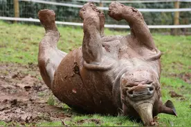 英动物园黑犀牛妈妈玩心大发，四脚朝天滚泥巴图片