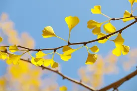 我是人间惆怅客，离人心上秋意浓图片