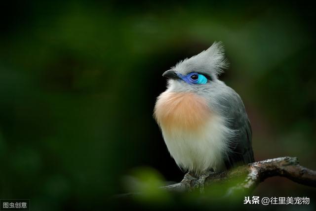 详解宠物鸟饲养过程中，常见内、外科疾病的症状及防治方法