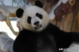 熊猫马戏团的台柱子-团子图片