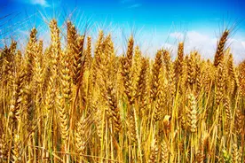 6旬老汉种小麦不当粮食卖，3轮浸泡制成干花，2亩小麦卖出10000元图片