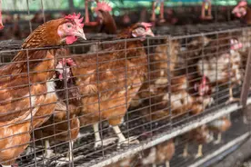 关于蛋鸡中药保健的整体思路探讨图片