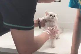 猫咪低烧需要挂水，想挣扎却被医生一把按住，喵：总有刁民想害朕图片