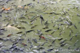 夏季养鱼：预防泛塘千万条，勤走多看第一条图片