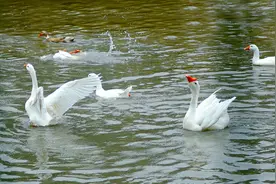 盲人的世界，你真的了解吗？图片