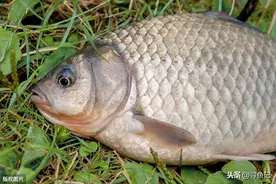 野钓遇水底有青苔，如何处理？详解钓点内有青苔水草的作钓方法图片