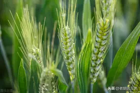 明年会出现“粮荒”？这种说法有根据吗？我们要不要屯粮呢？图片