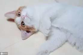 辟谣：给猫喂食生肉就是生骨肉喂食法？小心生肉造成的沙门氏菌病图片