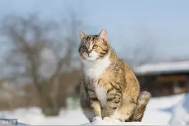 养猫科普：如何分辨猫是否怀孕？如何照顾怀孕的猫？一文告诉你图片