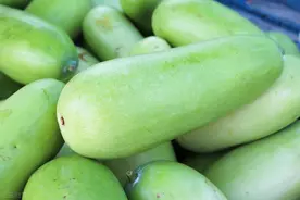 冬瓜为什么只开花不结果？4个原因是罪魁祸首图片