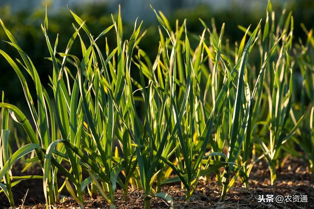 大蒜返青期、抽薹期、膨大期，用2种肥喷3次，每亩多收上千元