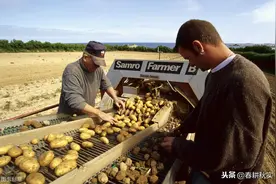 马铃薯“破相”品质不佳？找准发病原因，防治并举才管用图片