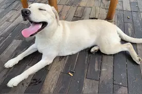 狗狗有“5道寿命劫”，躲得过就能长寿，你家躲过了没有？图片