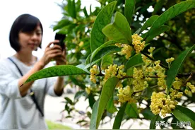 “桂花门前栽，贵人立门内”啥意思？哪些地方不适宜种植桂花树？图片