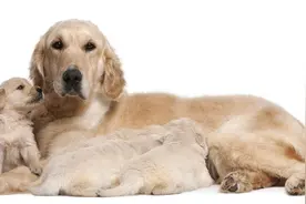 狗狗到底能不能喝牛奶？图片