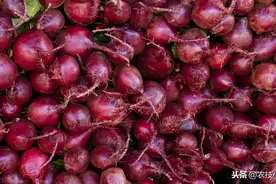 高糖甜菜栽培，种植户抓住以下这几点，轻松提高产量图片