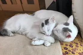 猫咪被遗弃后获好心人收养，两年后故地重游，竟成功摆脱单身困境图片