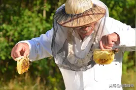 流蜜期出现分蜂热，养蜜蜂的正确方法：因势利导，顺势而为图片