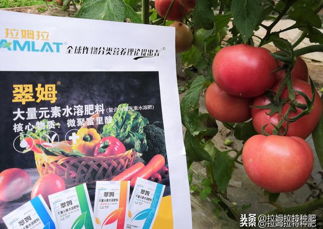 氨基酸在农业上有哪些用途？为啥大家都爱用含氨基酸水溶肥？