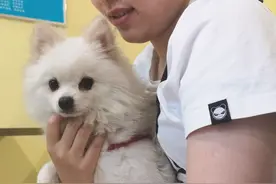 主人带博美来医院看病，没想到狗狗镜头感十足图片