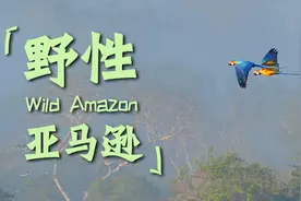 野性亚马逊（一）：丛林中的“努里格”生态站图片