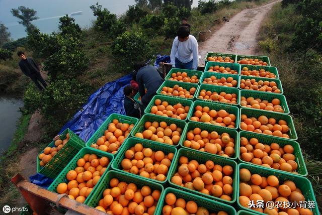 一篇文章告诉你什么是氨基酸（肥）及具体功效、挑选与使用方法
