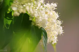 暴马丁香高效种植技术与养护管理，达到独特的园林效果，值得一看图片