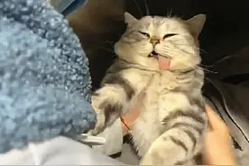 猫咪做完绝育手术后，怎么摇都不肯醒来，喵：我再也不完整了图片