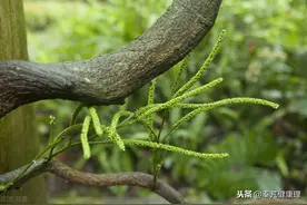 每日一药——鸡血藤图片