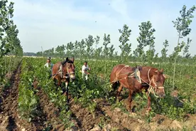 林业育苗技术要点，及科学育苗管理措施，培育高质量的苗木图片