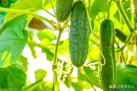 黄瓜无公害栽培技术，做好这些工作，不用担心质量不好图片
