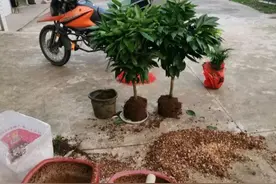 营养土不用买，3种“废物”掺一掺，肥的流油，养花一级棒图片