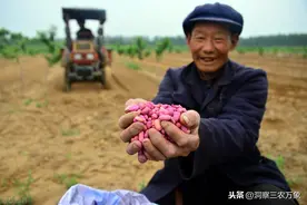花生中后期如何管理？施好3种肥料做好5个预防，花生高产很有戏图片