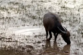 农村俗语：“穷死不耕丈人田，饿死不打亲人工”，为啥？答案来了图片
