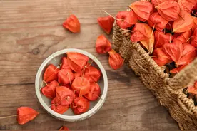 说白了就是传着传着传走了音，把俗名瓜囊的酸浆说成了姑娘，北里争插红姑娘｜读+图片