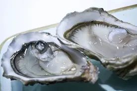 海水过滤器，环境检测仪，极致的鲜美，男人的最爱：牡蛎图片