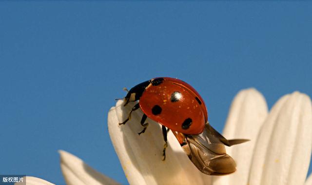 童年游戏之虫虫飞