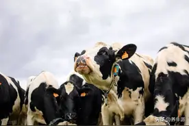 不要忽略奶牛头几把奶操作图片